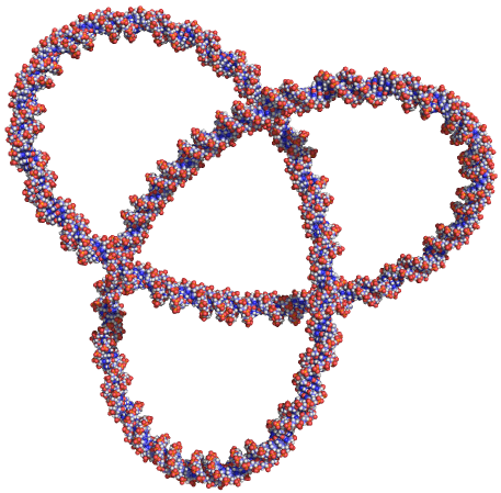 DNA knot symbolizing the fusion of biology and computation